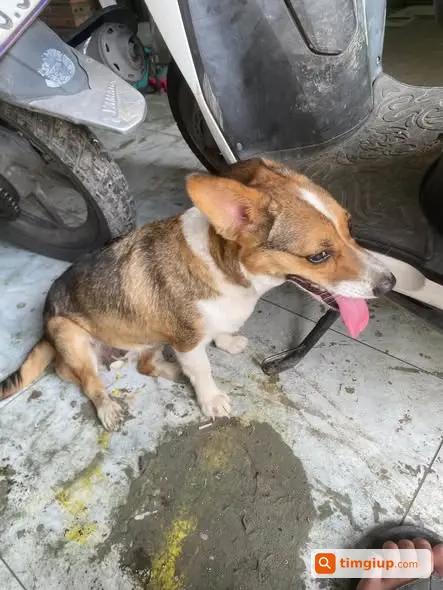 Tìm Chủ Cho Chó Đi Lạc Tại Khu Vực Quách Điêu