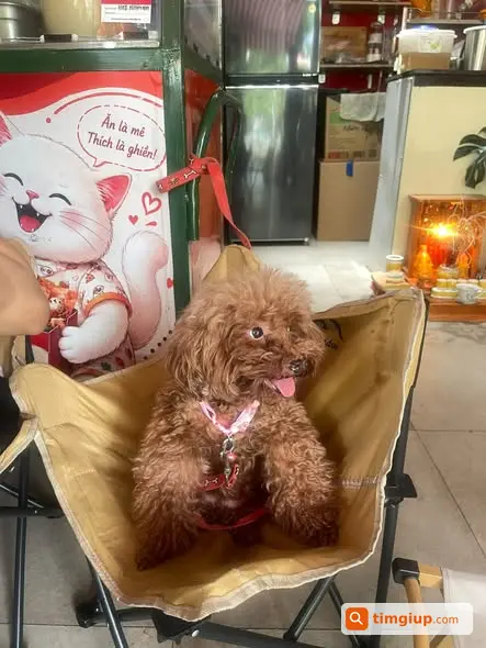 Poodle Đi Lạc Tại Bờ Kè Trường Sa, Phường Nhiêu Lộc