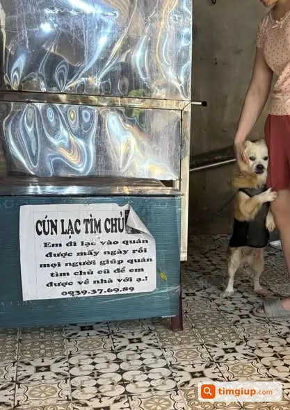 Bé Thú Cưng Lạc Giữa Trời Mưa Đang Tạm Trú Ở Bình Thạnh