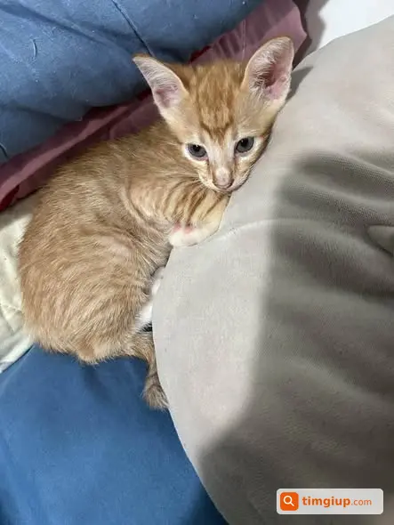 Bình Dương Tìm Chủ Mới Cho 4 Bé Mèo Con Tại Dĩ An