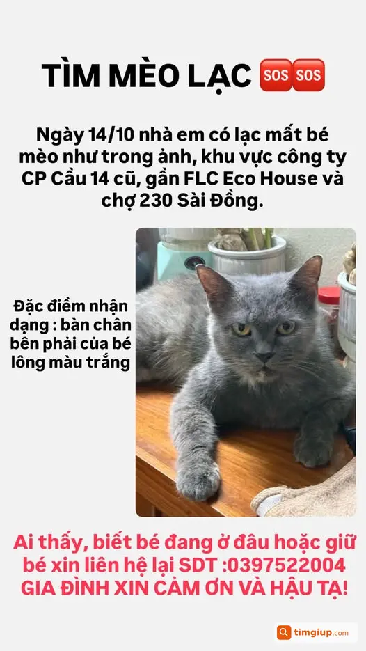 Tìm Mèo Thất Lạc Từ Ngày 14-10, Mong Mọi Người Giúp Đỡ