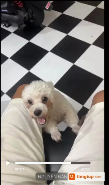 Poodle Trắng 7 Tháng Tuổi Đi Lạc Tại Hẻm 575 Cách Mạng Tháng 8