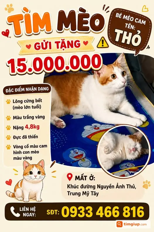Mèo Thỏ Thất Lạc Trên Đường Nguyễn Ảnh Thủ, Quận 12