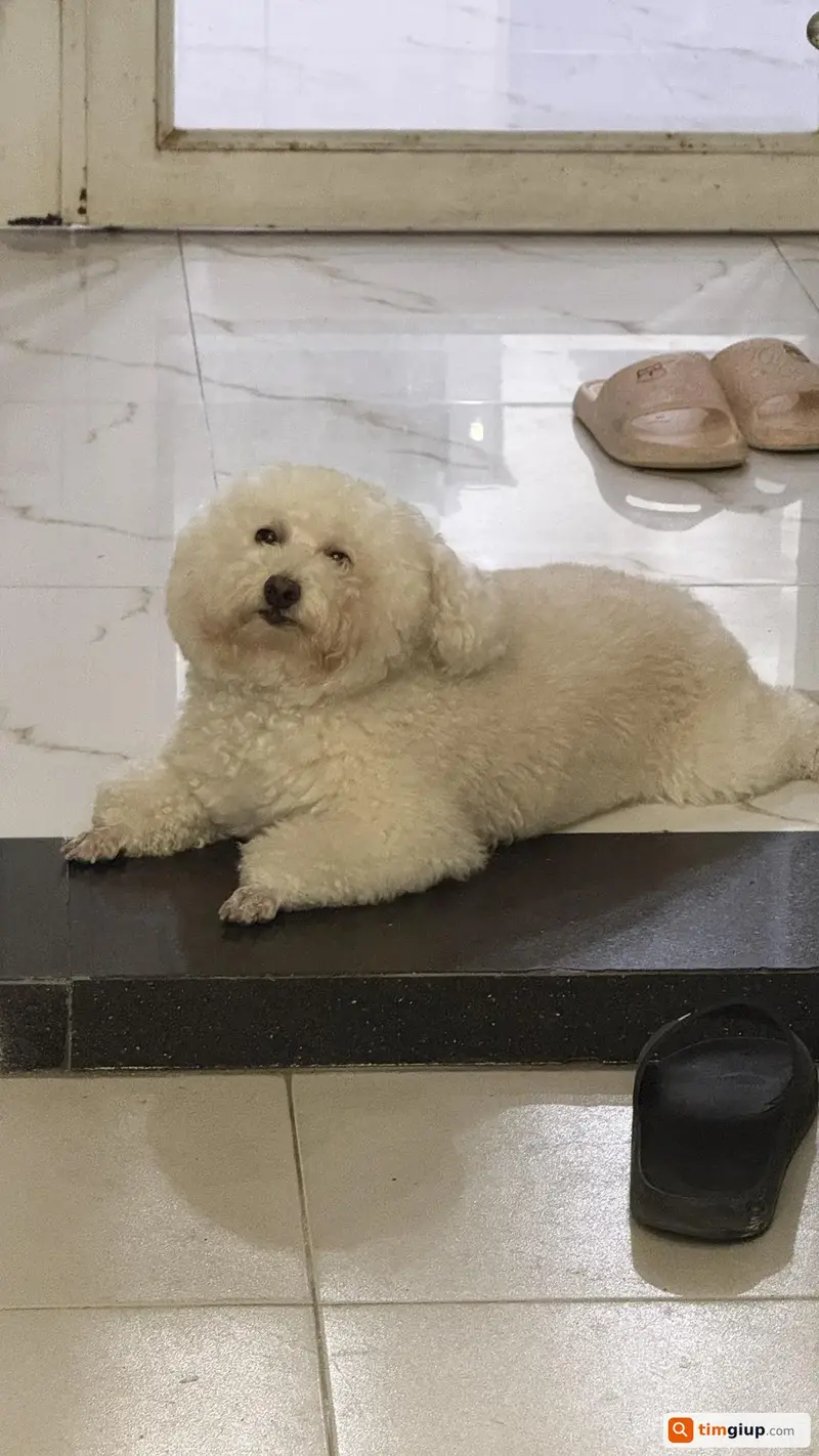 Tìm chó Poodle tên Milo thất lạc tại Thủ Đức, TP. Hồ Chí Minh