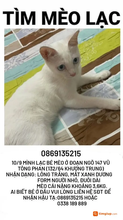 Mèo Trắng Mắt Xanh Thất Lạc Tại Vũ Tông Phan, Khương Trung