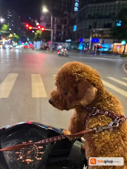 Tìm Chó Poodle Nâu Tên Dứa Thất Lạc Tại Phùng Khoang