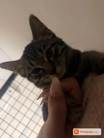 Mèo Tabby Đực 5 Tháng Tuổi Đi Lạc Tại Lê Đức Thọ, Gò Vấp