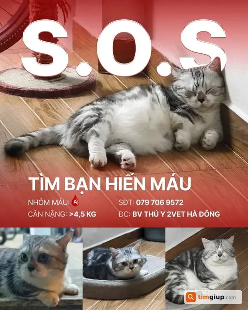 Tìm Mèo Hiến Máu Nhóm A Tại Hà Đông Cho Bé Đang Điều Trị
