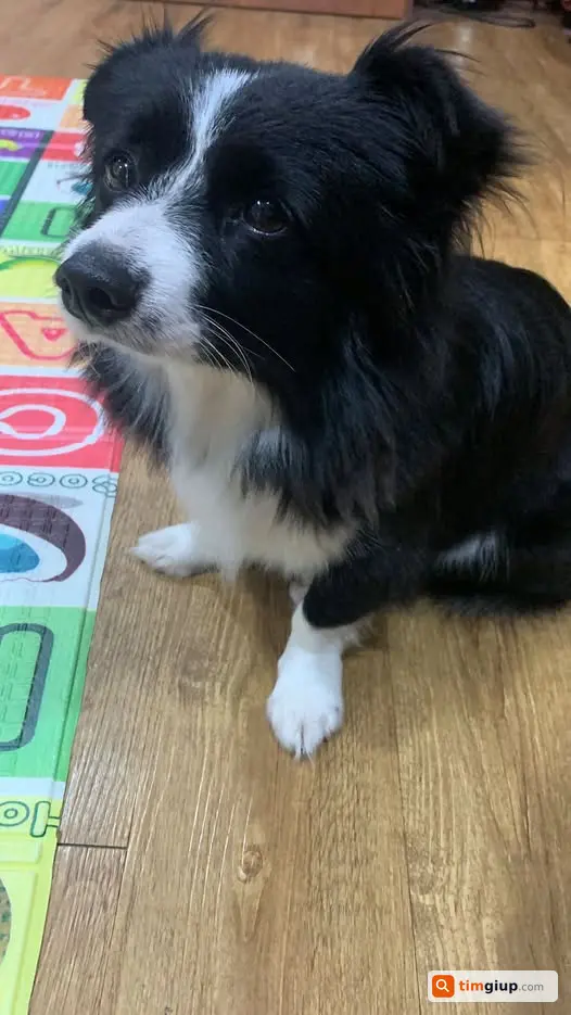 Tìm Chủ Chó Border Collie Đen Trắng Lạc Tại Đông Ngạc