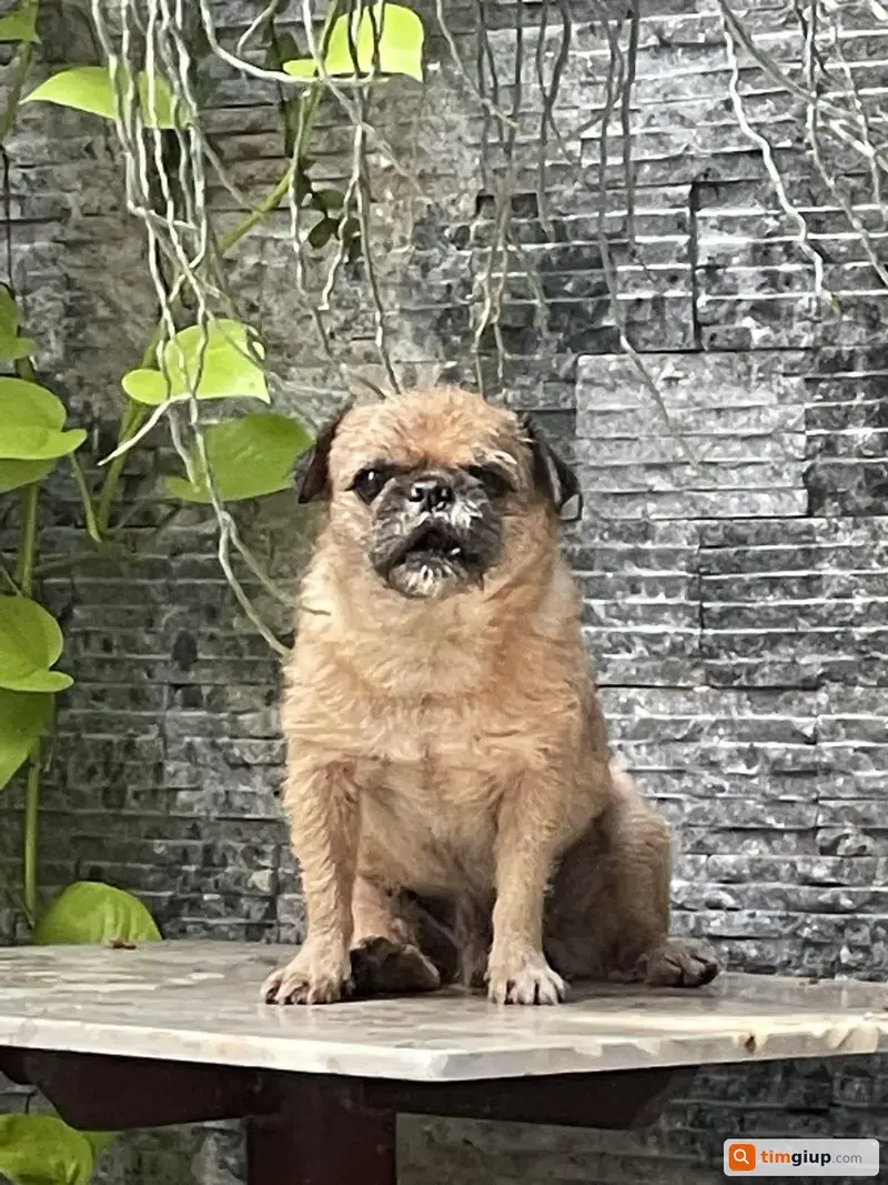 Tìm chó Pug lai tên Bin thất lạc tại Quận 7, TP. Hồ Chí Minh