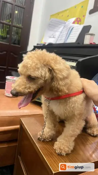 Cho Tặng Chó Poodle Vàng Nâu Tìm Chủ Mới Tại Bồ Đề