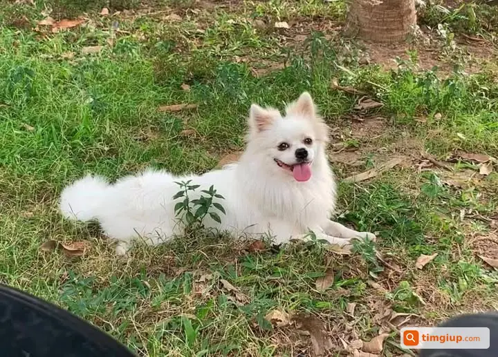Tìm Chó Lucky Thất Lạc Tại TP Thái Bình Từ Ngày 23-7
