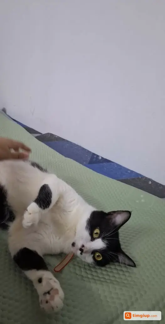 Mèo Thất Lạc Tối Qua Tại Ngõ 4 Tân Mỹ, Hà Nội