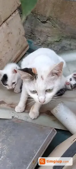 Tìm Mèo Mẹ Thất Lạc Gần Ngõ Gốc Đề, Trường Mầm Non Hoàng Văn Thụ