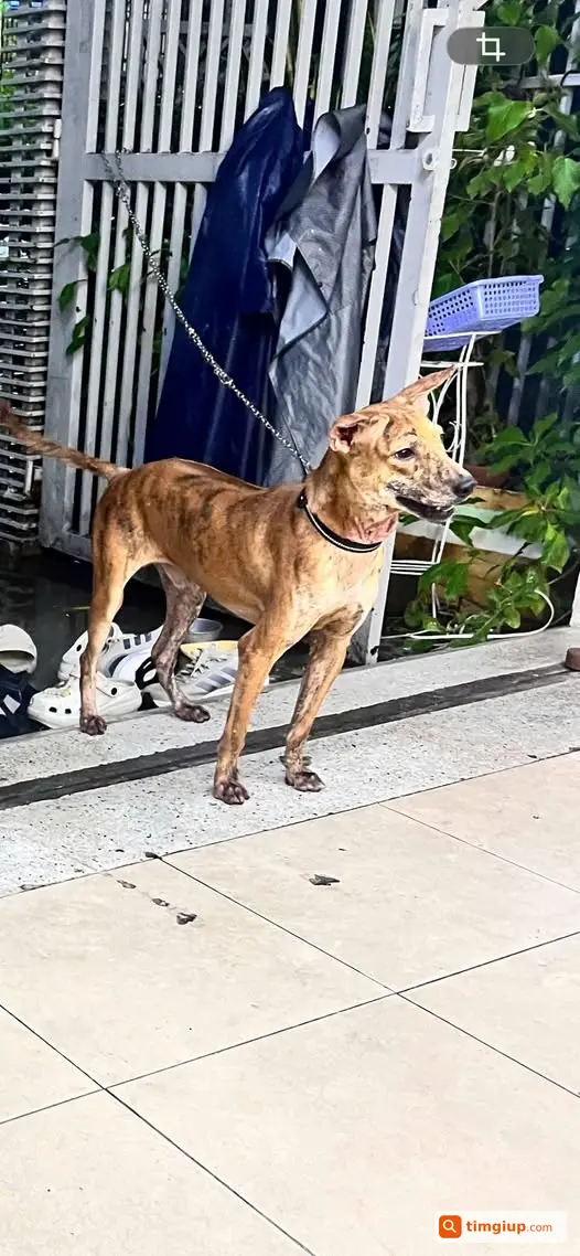 Chó Nhỏ 5 Tháng Tuổi Lạc Tại Đường Đinh Bộ Lĩnh