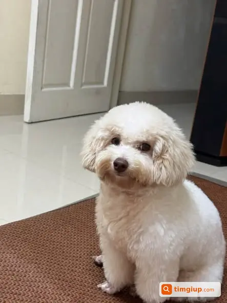 Poodle Trắng Tên Thóc Thất Lạc Lúc 21h15 Tại Nghĩa Tân