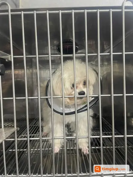 Chó Poodle Lai Phốc Sóc Tên Boy Thất Lạc Tại Mỗ Lao, Hà Đông
