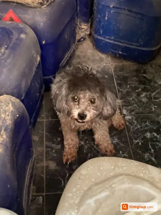 Chó Poodle Trắng Xám Chân Nâu Đi Lạc Tại Giải Phóng, Hà Nội