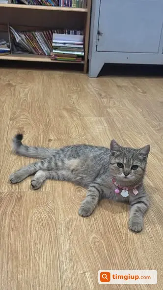 Tìm Mèo Golden Tabby Peo Lạc Tại Quận 12, TP.HCM