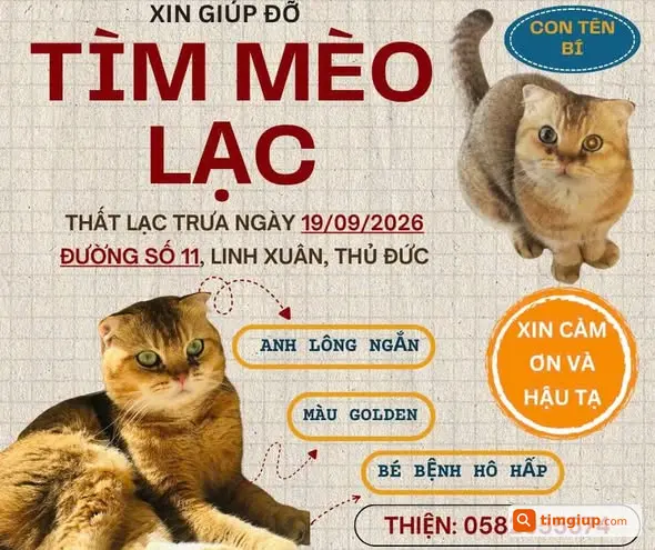 Mèo Thất Lạc Ở Đường Số 11, Linh Xuân, Thủ Đức