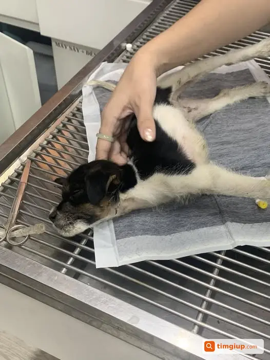 Tìm Chủ Chó Bị Xe Cán Dưới Đê Nguyễn Khoái, Hà Nội