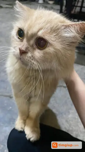 Tìm Mèo Lông Vàng Trà Sữa Mắt Đục Thất Lạc Tại Tứ Liên, Hồng Hà