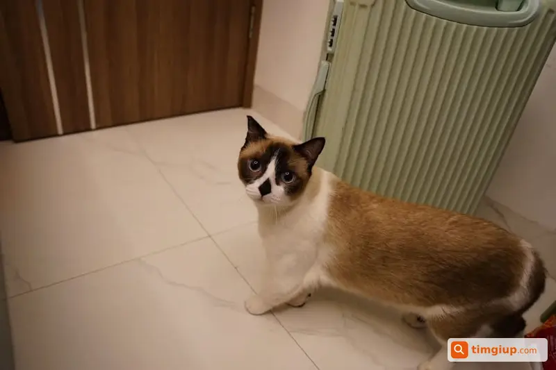 Mèo Xiêm Lai Chân Ngắn Thất Lạc Tại Ngõ 10 Đông Quan