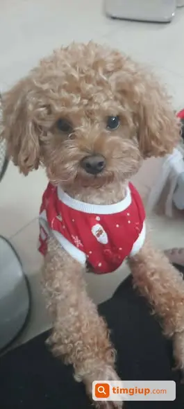 Chó Poodle Lu Màu Nâu Sữa Lạc Ở Mai Động, Hà Nội