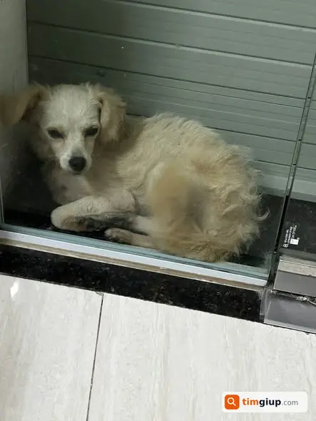 Nhặt Được Chó Đi Lạc Tại Thụy Hội, Đan Phượng, Hà Nội