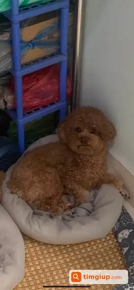 Chó Poodle Tiny Nâu Thất Lạc Tại Trường Lâm, Long Biên