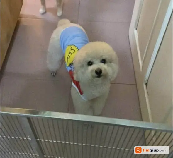 Tìm Chó Poodle Kem Trắng Thất Lạc Tại Nguyễn Công Trứ, Đà Lạt