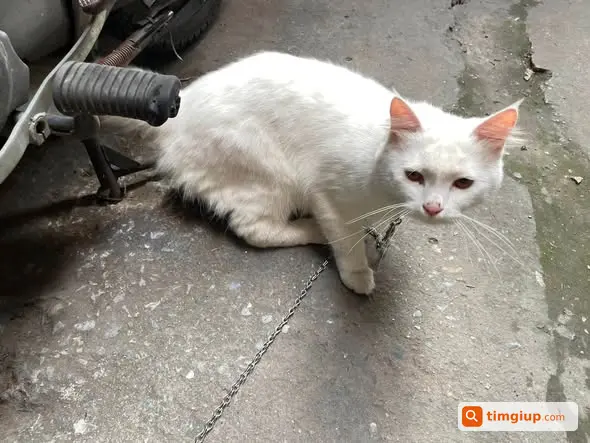 Mèo Mập Mạp Quấn Người Đi Vào Nhà Tại Văn Hương Hà Nội