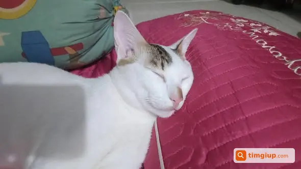 Mèo Đuôi Dài Đi Lạc Tại Phường Trung Mỹ Tây, Quận 12