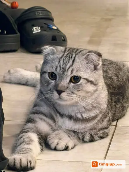 Mèo Tai Cụp Xám Đen Thất Lạc Tại Thụy Khuê, Tây Hồ