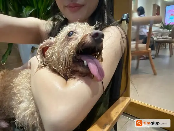 Nhặt Được Chó Poodle Nhỏ Tại Khu Vực Hồ Gươm, Hà Nội