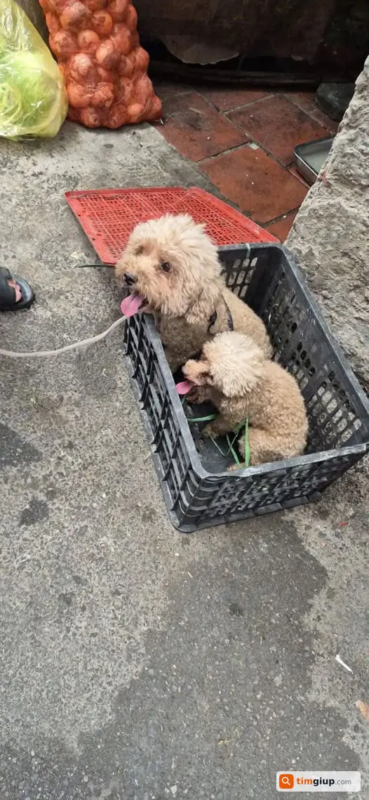 Tìm Chó Poodle Đi Lạc Tại Trần Duy Hưng, Trung Kính