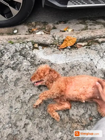 Nhặt Được Chó Poodle Nhỏ Gần Masteri An Phú, Quận 2