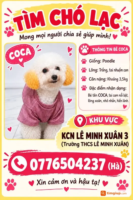Poodle Trắng Tai Nhuộm Cam Tên Coca Thất Lạc Tại Lê Minh Xuân 3