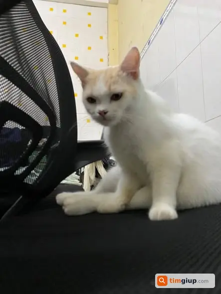 Nhặt Được Mèo Đi Lạc Trên Đường Võ Văn Kiệt Tìm Chủ