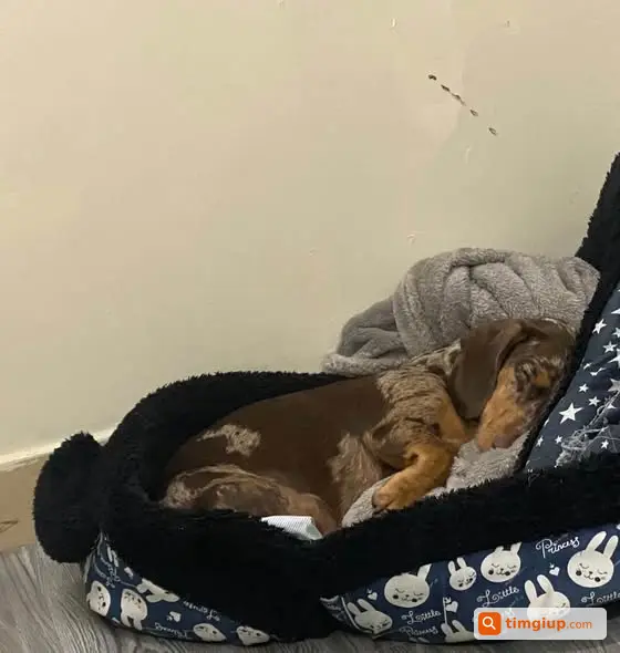 Chó Dachshund Nâu Socola Thất Lạc Gần Chợ Bà Chiểu, Bình Thạnh