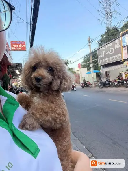 Tìm Chó Poodle Cái Thất Lạc Từ TP.HCM Đến Tiền Giang, Đồng Tháp