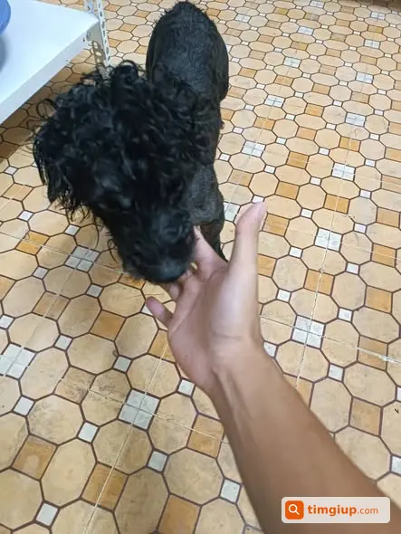 Chú Chó Đen Đi Lạc Khu Vực Cống Quỳnh, Quận 1