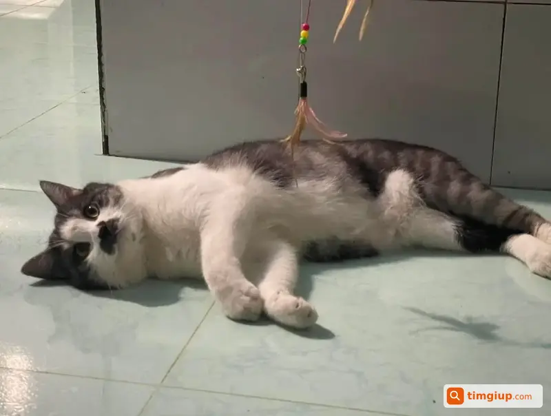 Tìm Mèo Bicolor Trắng Đen Tên Leo Lạc Tại TP HCM