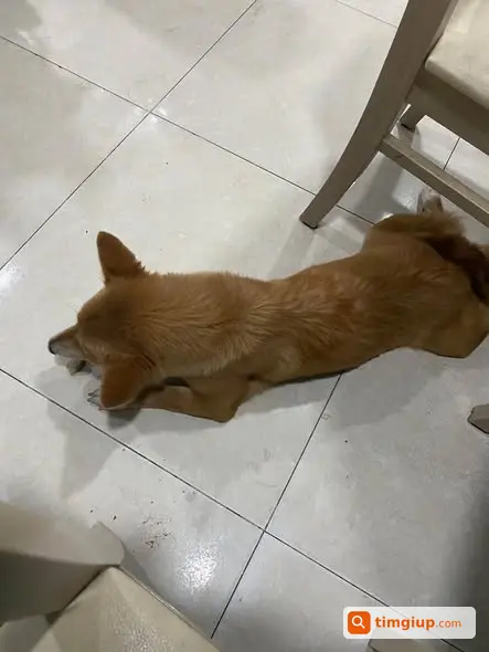 Chó Nâu Cà Phê Sữa Thất Lạc Khu Vực Kênh Nhiêu Lộc, Quận 3