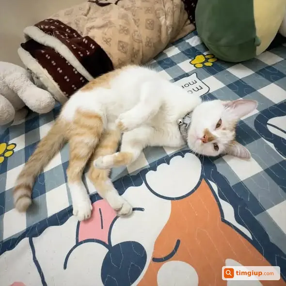 Ảnh 5