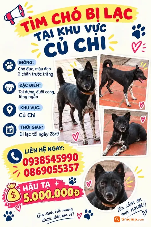 Tìm Chó Nhà Đi Lạc Tại Khu Vực Củ Chi, TP.HCM