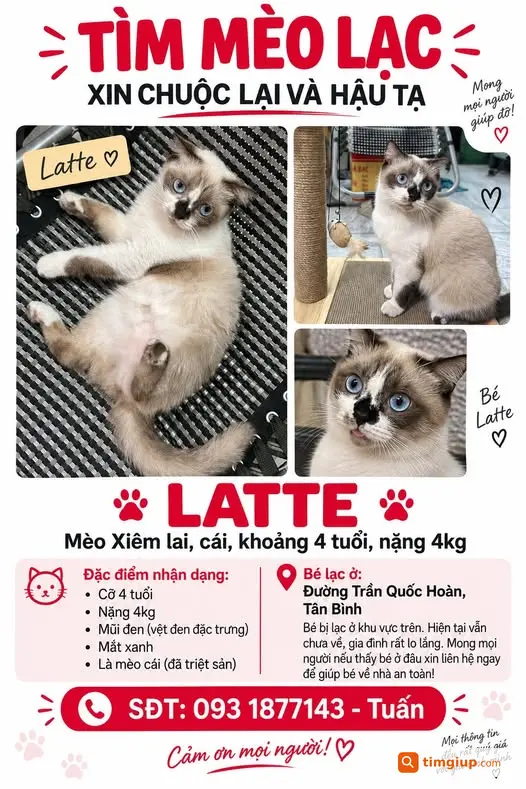 Mèo Cái Latte Mắt Xanh Thất Lạc Tại Trần Quốc Hoàn, Tân Bình