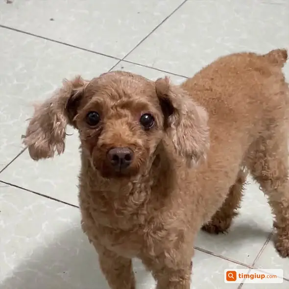 Tìm Chó Poodle Nâu Đậm Tên Lucy Thất Lạc Gần Chiến Khu, Quận 12