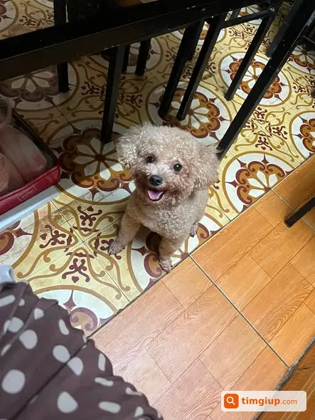 Chó Sữa 4-5kg Thất Lạc Khu Vực Văn Chương Hà Nội
