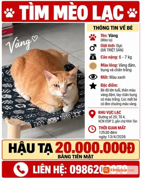 Tìm Mèo Vàng Đậm Tên Vàng Nặng 6–7kg Tại KCN Vsip 2